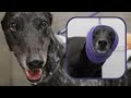 The truth about Greyhounds