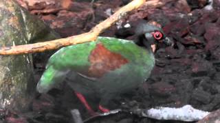 Straußwachtel Weibchen Scharrt Nach Nahrung