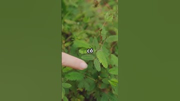 Bí ẩn cây trinh nữ – Loài cây biết “xấu hổ” khi bị chạm vào! | Thế giới thực vật kỳ thú#shorts