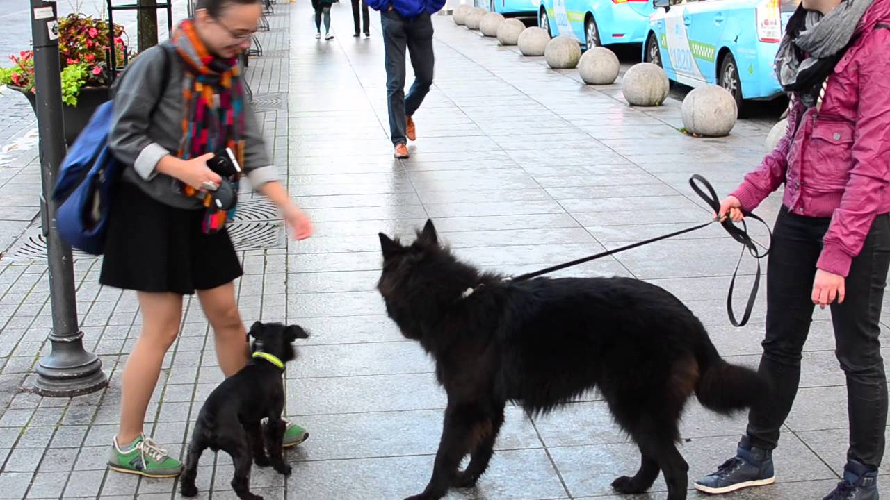 belgian shepherd groenendael - YouTube