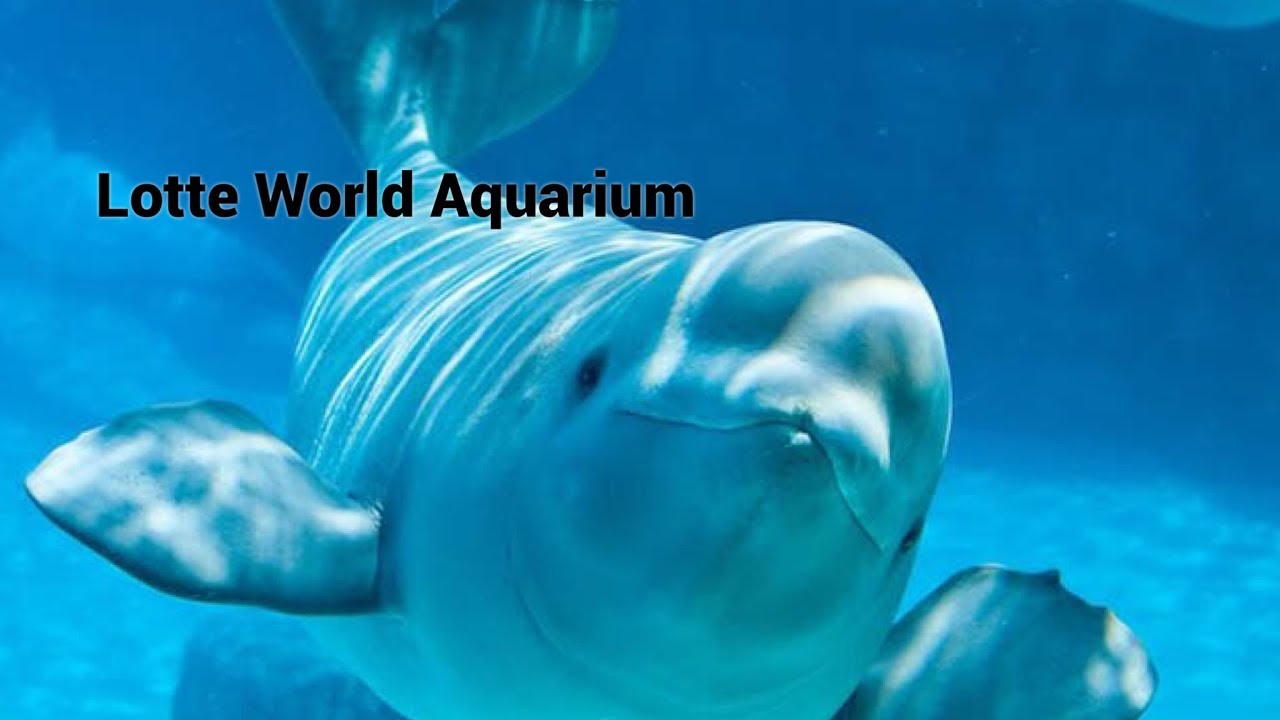Lotte World Aquarium (Сеул)