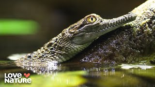 The Most Dangerous Predators | Seasons of the Wild 101 | Mobile
