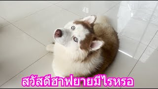 สวัสดีฮาฟยายมีไรหรอ | ข้าวเหนียว ขี้กระโปกหมา