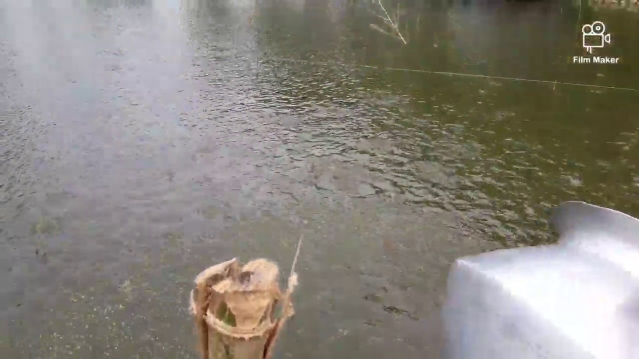When Feeding Pond Fish YouTube when-feeding-pond-fish-youtube