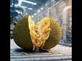 Modern Production Process of Dried Jackfruit