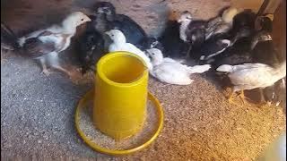 FREE-TO-DOWN CHICKENS WON'T EAT GRAIN? HERE'S THE SOLUTION