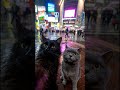 Storm &amp; Drizzle Lost in Tokyo Rain 🌧️🐾 #cats #rain #comedy #japan #shorts #travel #vlog #funny #pov