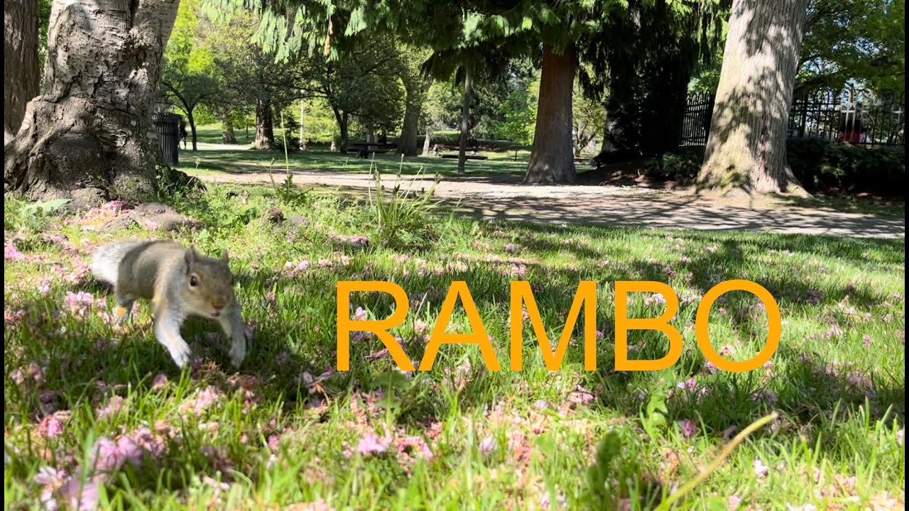 Squirrel: RAMBO, RAMBO, RAMBO [only RAMBO]! Tacoma Washington 20230512 ...
