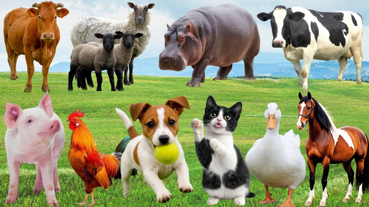 🌿 Chó, Mèo, Heo & Vịt 
