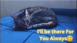 When you Feel Upset, I am Always there For You to Make you Happy 😇 Funny Cat Videos Must Watch Full🤣 by Namira Taneem 🇨🇦 167 views 5 days ago 22 minutes