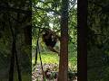 Panen buah rambai(buah lokal kalimantan) #shortsfeed #shortvideo #buah