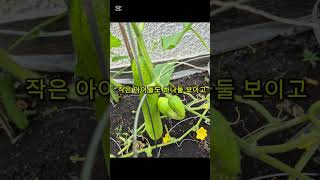 캐나다 텃밭의 작은 행복 🥒 오이와 수박이 자라고 있어요
