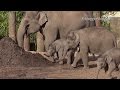 Cute Baby Elephants Mad Noisy Dash Towards Food