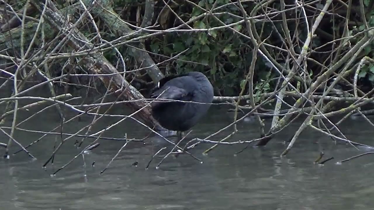 Time For A Preen #eurasiancoot #commoncoot #coots #coot #fulicaatra #waterbirds #aquaticbirds