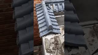 installation of roof tiles on the fence wall #construction #roof #tiles #fence #popular #shorts
