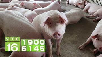 Phòng trị bệnh viêm ruột tiêu chảy ghép bệnh cầu trùng cho lợn | VTC16