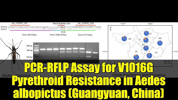PCR-RFLP Assay for V1016G Pyrethroid Resistance in Aedes albopictus (Guangyuan, China)