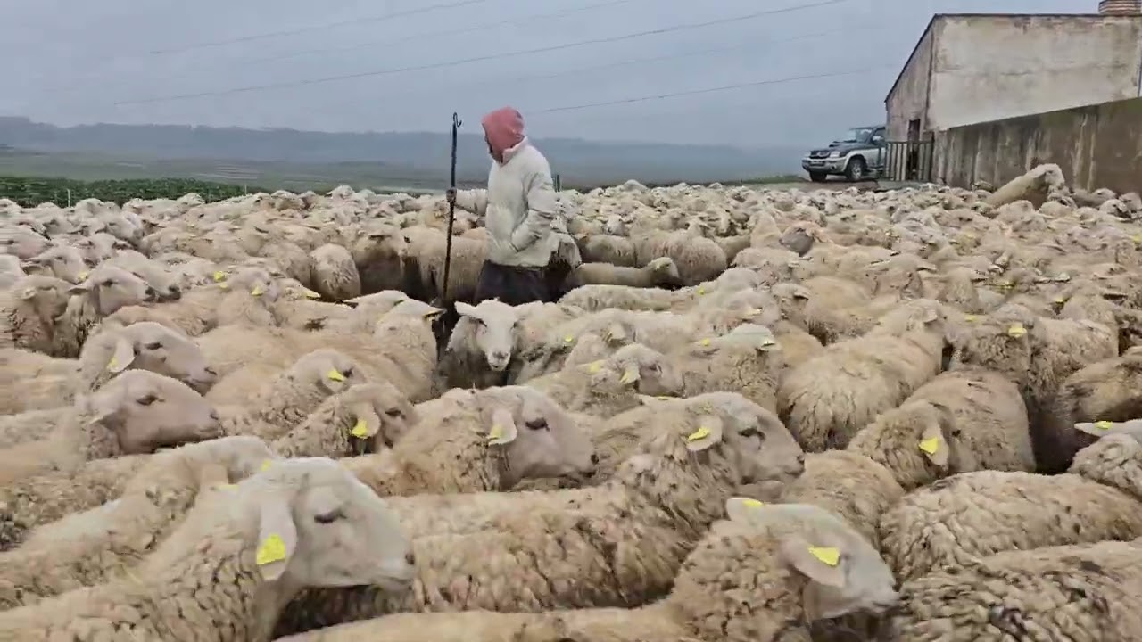 شوفوا الخير ديال الأمطار  الغنم طرحات إجهاض خطير