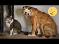 Try not to laugh dogs and cats   best funniest animals 2023