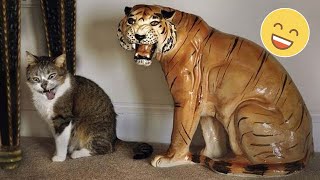 Try Not To Laugh Dogs And Cats   Best Funniest Animals Video 2023