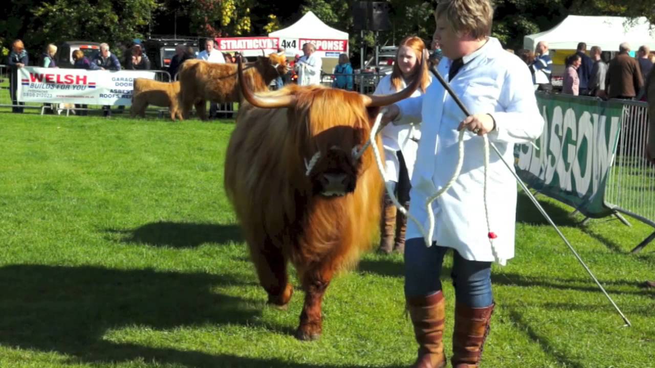 2013 City of Glasgow International Highland Cattle Show. YouTube