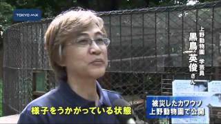 被災したカワウソ　上野動物園で公開