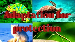 Adaptation for Protection for class 4