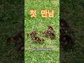 처음으로 만난 그날 #도시와자연 #자연감성 #처음만난순간 #청둥오리가족