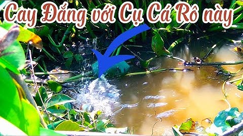 Câu CÁ RÔ ĐỒNG trở lại Tân Thạnh - Long An chinh phục Cụ Cá Rô cứng đầu @Caucalongan62