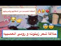 حلاقة القطه زيتونه و رومي 😂 و ردة فعل الملكه الغريبه بعد ما شافتهم 😨💔عصبت مره 😳 / Mohamed Vlog