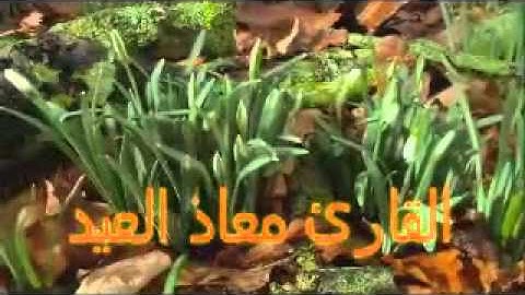 فجرية جميله بصوت القارئ معاذ العيد سورة القيامة مسجد الشيخ زيد بن مخيلب بحي الشفا