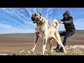Posséder ce chien pourrait vous mener en prison | 20 races de chiens interdites dans le monde
