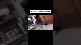 Cat Gets Scared By Fake White Tiger