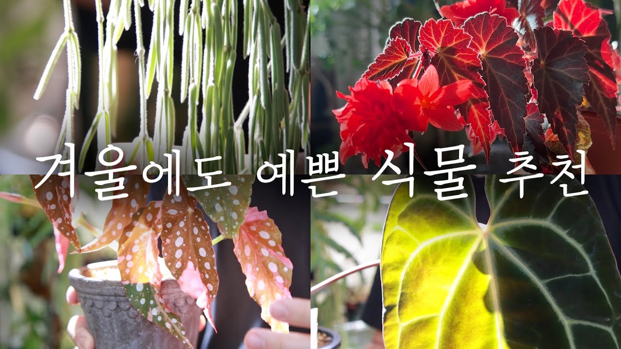 겨울에도 예쁜 식물 추천