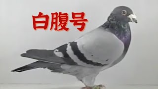 重溫經典三:蓋比白腹號