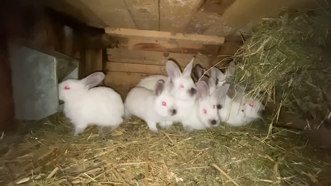 Králíci | CHOV | králíčata žijou, octová voda a ukázka kotců