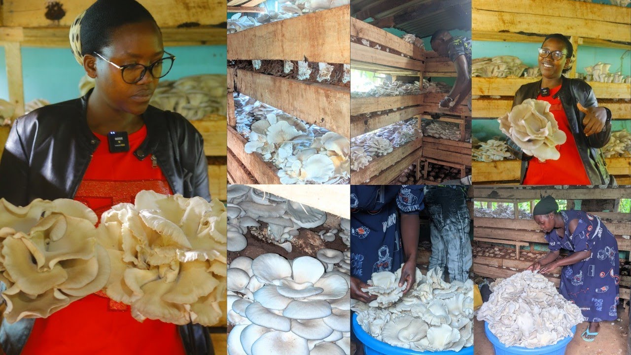 TUJYANE GUSARURA IBIHUMYO🍄 SAA 06H00 NIYO MASAHA MEZA BIKORWA 🤗NIKALIBU  BA CLIENTS BEZA😋