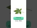 Palmately Compound leaf 🍀 || #neet2025 #neet #morphology #leaf #compound