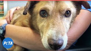 What's On A Dying Dog's Bucket List?