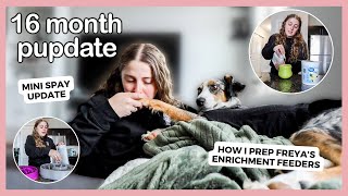 How I Prep Enrichment Slow Feeders for My Aussie + a mini spay update! 16 Month Pupdate