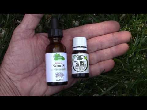Essential Oil Aphid Repellent hqdefault