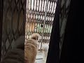 Golden retriever,Beagle shih Tzu, 1st time they have seen cow🐶😂