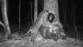 Tigre siberiano encontra urso dentro de árvore!!!