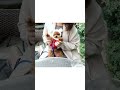 家族になって3年経ちました🧸🌸 #shorts #dog #poodle #toypoodle #トイプードル #ティーカッププードル #vlog