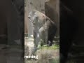 Gorilla 💎 Monroe drumming 11 years boy