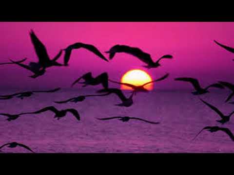 იასამნისფერი