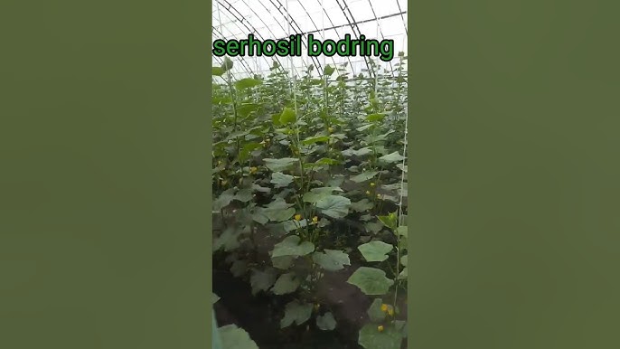 Plyajda havaskor oral seks