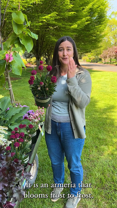 Nonstop Blooms from Frost to Frost 🌸 | Dreameria® Hypnotic Dreams Armeria for Pollinator Gardens