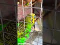 | This Bird Stole My Heart 🥹💚 | Wait for the Bird Look 😍 | #shorts #viral #trending #bird #parrot