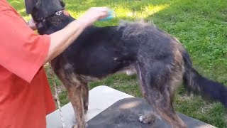 A Kutyakefe - Equigroomer Szőrmester Kutyáknak, Amit Kutyád Is Imád